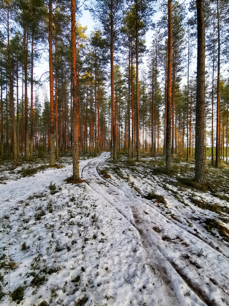 Winter pine trees forest with snow in Finland Winter pine trees forest with snow in Finland