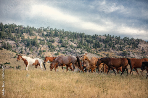 Ranch Horses