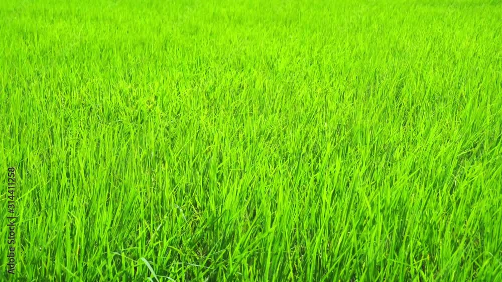 Green young rice field texture with the wind blowing , Green rice field at the morning in the farm of famer, Nature Background Green young rice field texture with the wind blowing , Green rice field at the morning in the farm of famer, Nature Background
