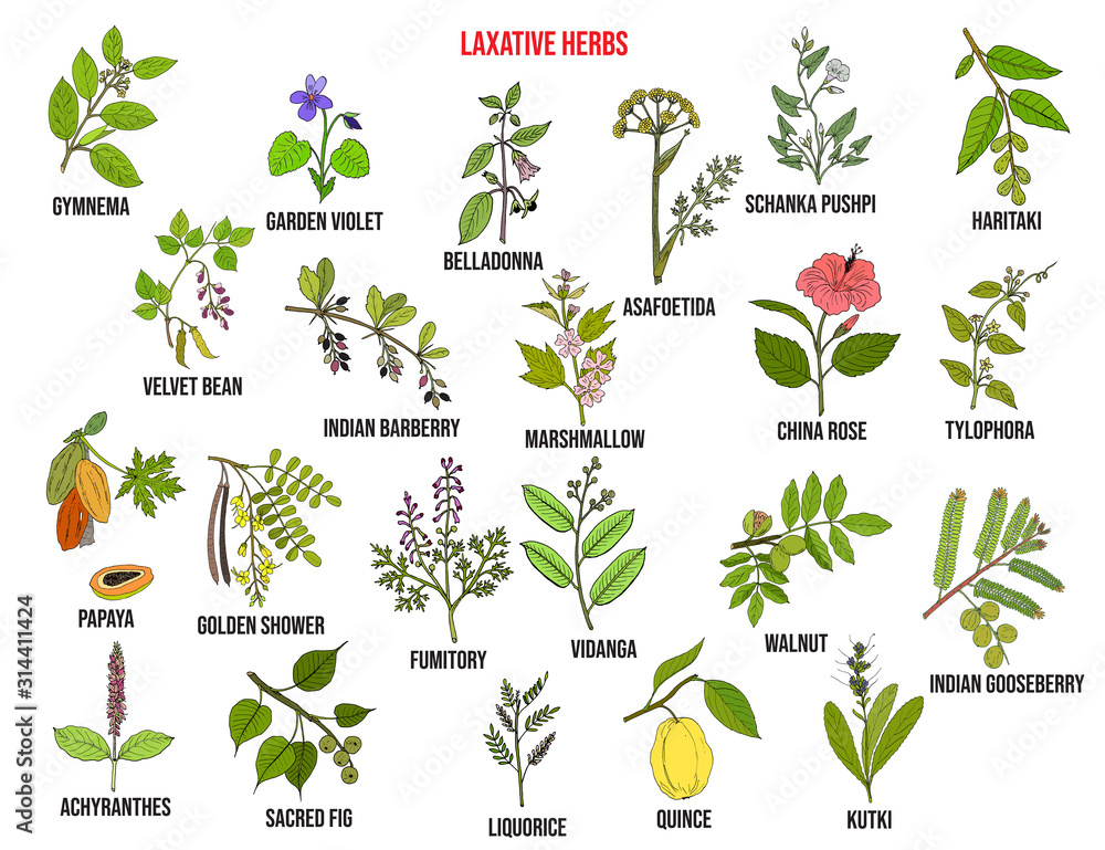 Obraz premium Best laxative herbs