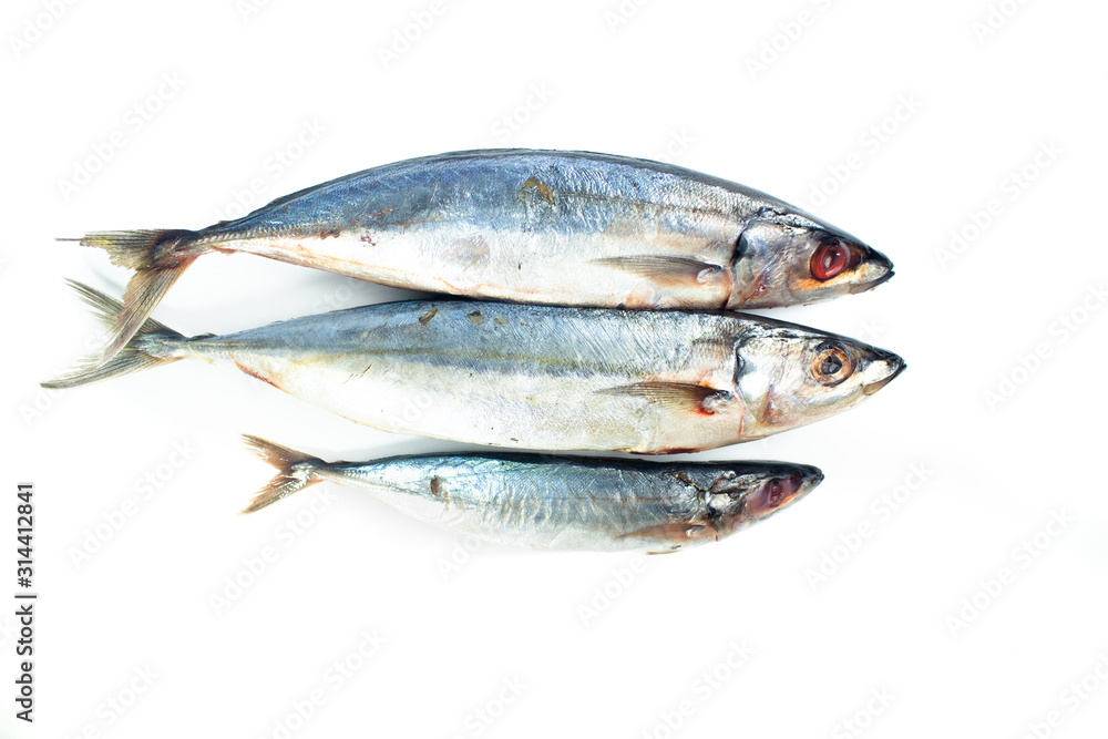Asian Mackerel fish isolated on white background Asian Mackerel fish isolated on white background