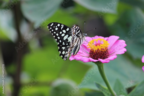 butterfly wallpaper and background © ANKIT