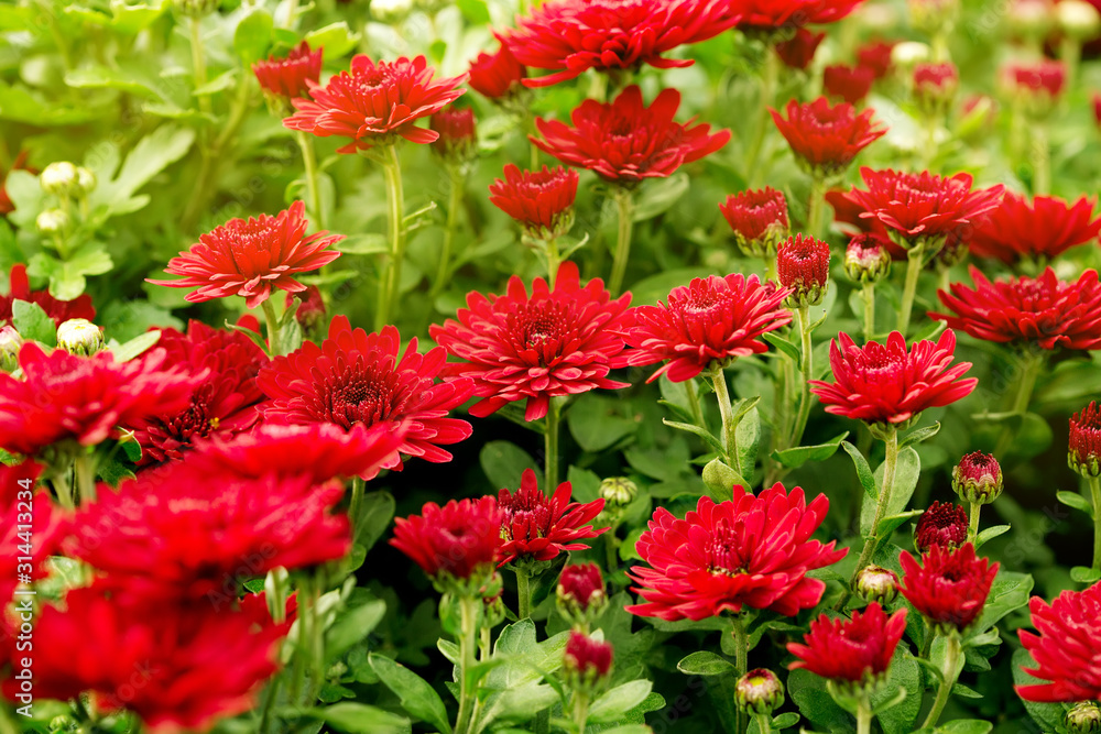 Nature background with bright red chrysanthemum flowers Nature background with bright red chrysanthemum flowers