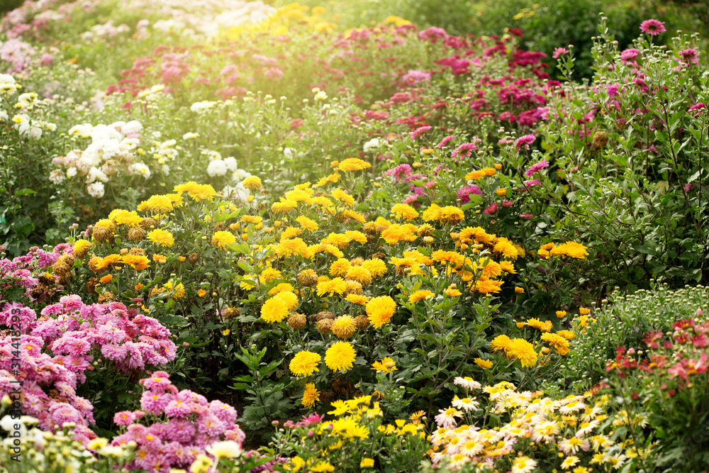 Bright summer garden with different chrysanthemum flowers
