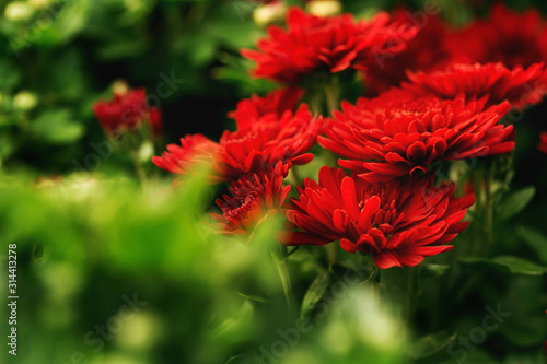 Bright background with red chrysanthemum flowers close up