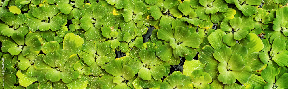Green natural background with pistia water plant Green natural background with pistia water plant