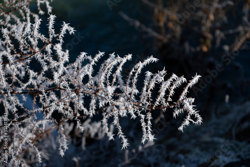 Hoarfrost on a branch in the sunlight