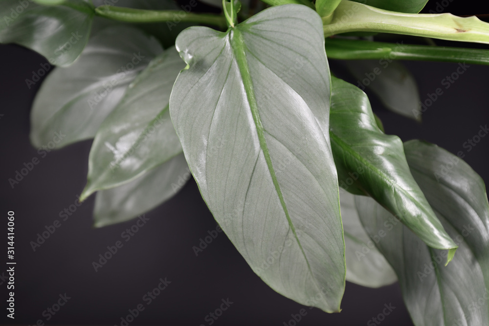 Obraz premium Close up of a leaf of an exotic 'Philodendron Hastatum' or 'Silver Sword' house plant on dark black background