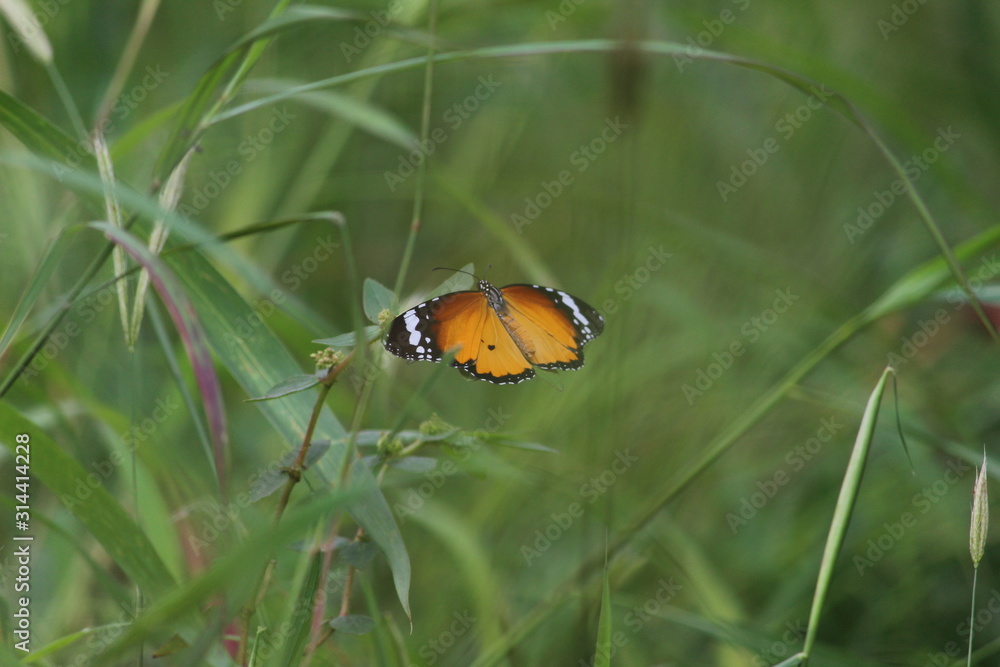 butterfly wallpaper and background butterfly wallpaper and background
