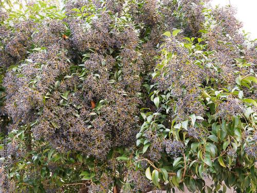 Troène de Chine (Ligustrum lucidum) au feuillage vert luisant, aux rameaux souples garnis de petites baies bleu-noir