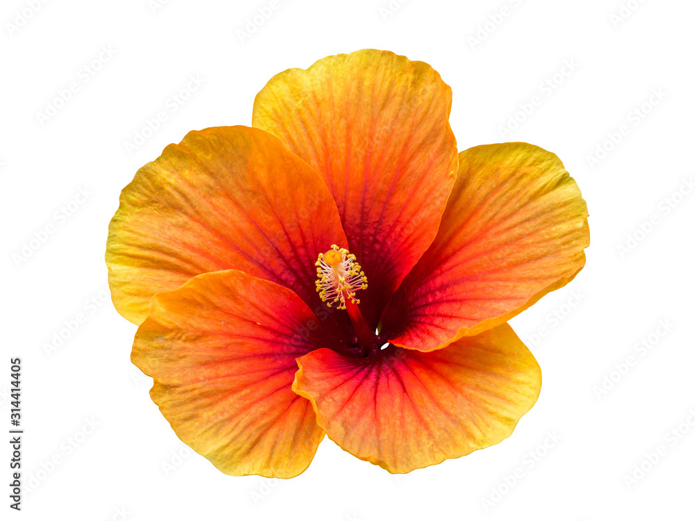 single flower isolated include clipping path single flower isolated include clipping path