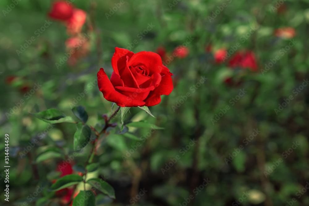 Red blooming rose flower in public park Red blooming rose flower in public park