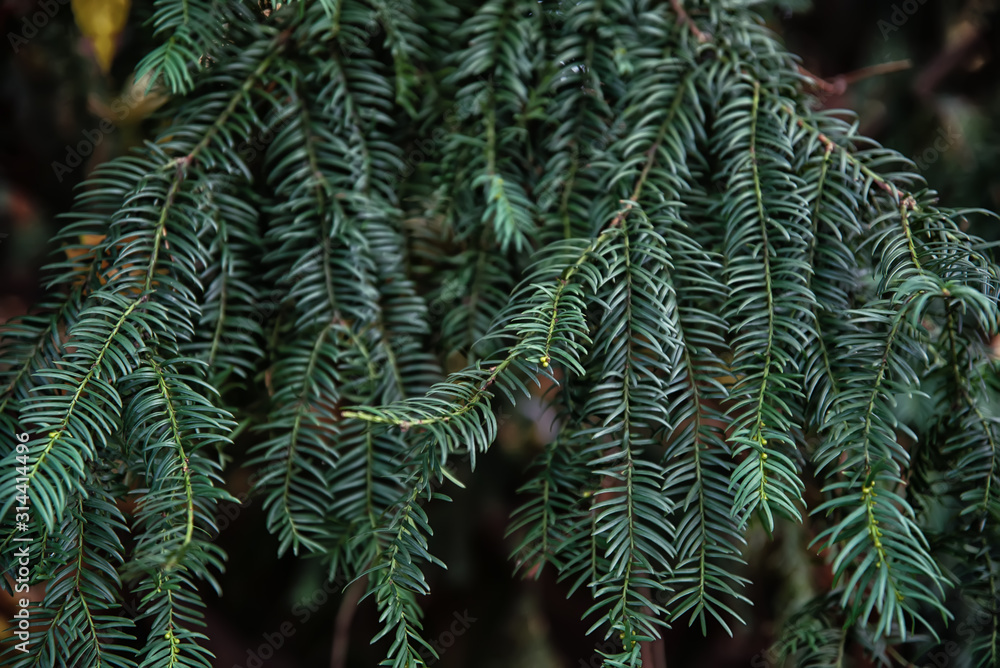 Green leaves of Yew or Taxus baccata