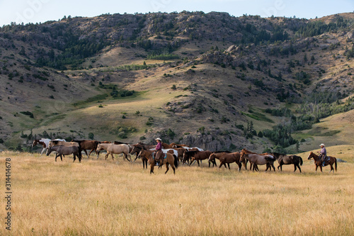 Herding Horses © Terri Cage 