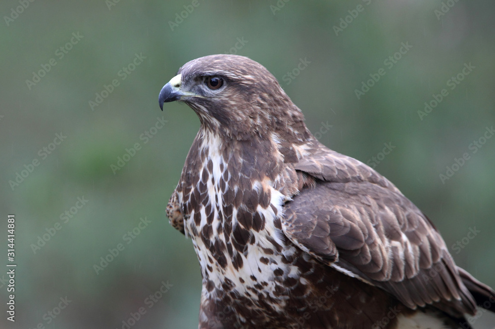 Common buzzard photographed with the last lights of the afternoon, birds, falcons, Buteo buteo Common buzzard photographed with the last lights of the afternoon, birds, falcons, Buteo buteo