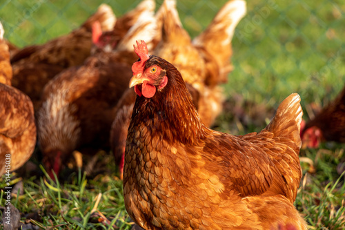 Free range organic chickens poultry in a country farm  germany