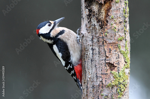 Adult male of Great spotted woodpecker photographed with the last lights of the afternoon, birds, Dendrocopos major photo