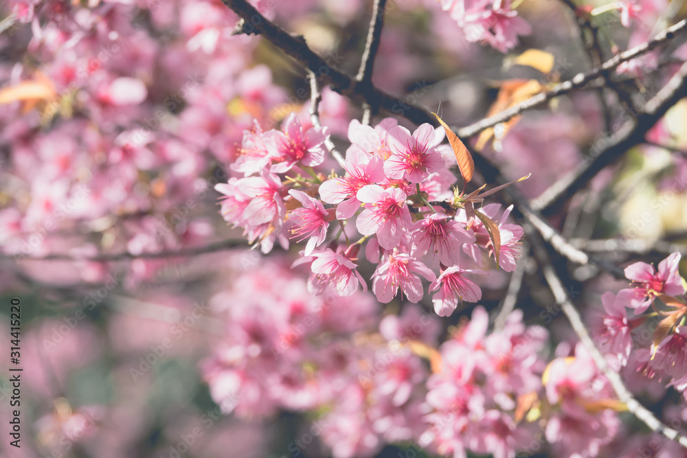 Soft focus Cherry Blossom or Sakura flower on nature background Soft focus Cherry Blossom or Sakura flower on nature background