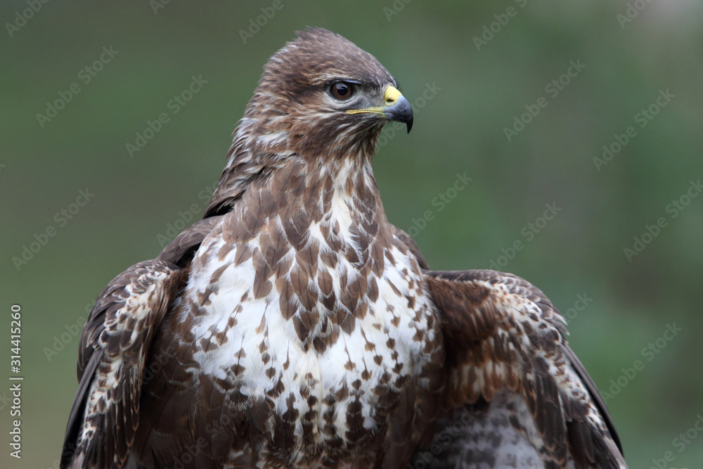 Common buzzard photographed with the last lights of the afternoon, birds, falcons, Buteo buteo Common buzzard photographed with the last lights of the afternoon, birds, falcons, Buteo buteo