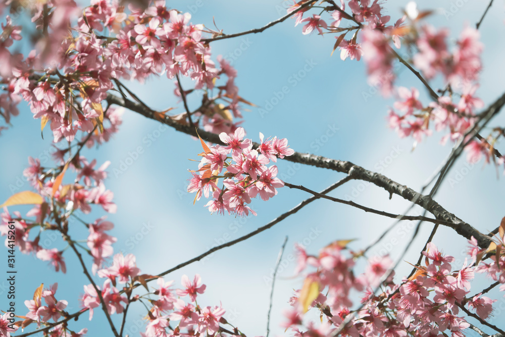 Soft focus Cherry Blossom or Sakura flower on nature background.Soft focus Cherry Blossom or Sakura flower on nature background.Soft focus Cherry Blossom or Sakura flower on nature background Soft focus Cherry Blossom or Sakura flower on nature background.Soft focus Cherry Blossom or Sakura flower on nature background.Soft focus Cherry Blossom or Sakura flower on nature background