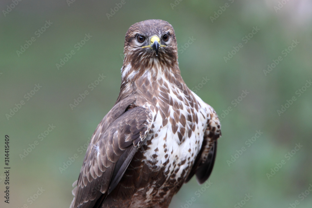 Common buzzard inside a pine forest, birds, raptors, Buteo buteo Common buzzard inside a pine forest, birds, raptors, Buteo buteo