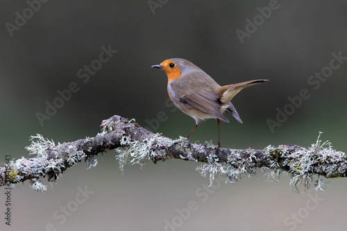 European robin photographed with the last lights of the afternoon, birds,  Erithacus rubecula © Jesus