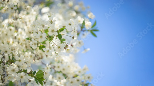 Blooming apple tree, beautiful white flowers against a blue sky, selective focus, soft bokeh.