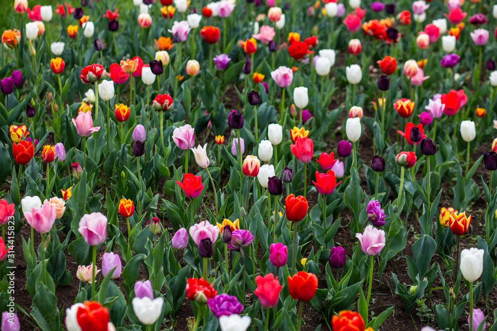 Colorful field of tulips