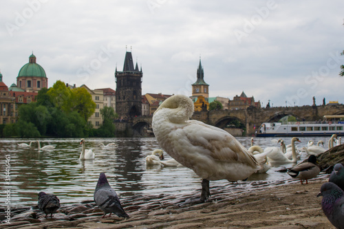 Goose and pigeons at the riverside of Vltava river with Charles Bridge (Karlův most) and Old Town Bridge Tower (Staroměstská mostecká věž) at the background, in Prague, Czech Republic