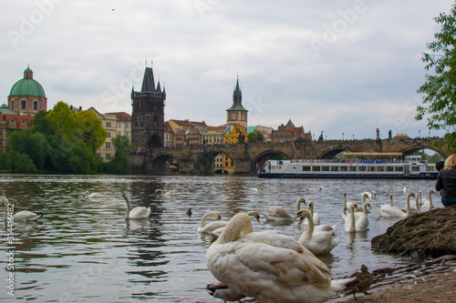 Prague, Czech Republic; 5/17/2019: Flock of geese at the riverside of Vltava river with Charles Bridge (Karlův most) and Old Town Bridge Tower (Staroměstská mostecká věž) at the background