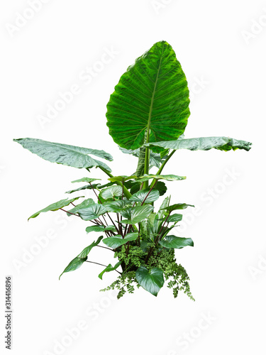jungle leave plant isolated include clipping path on white background