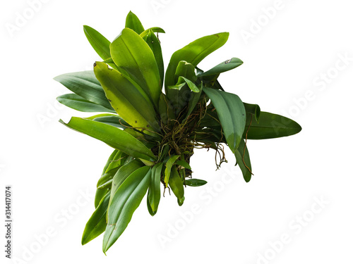 jungle leave plant isolated include clipping path on white background