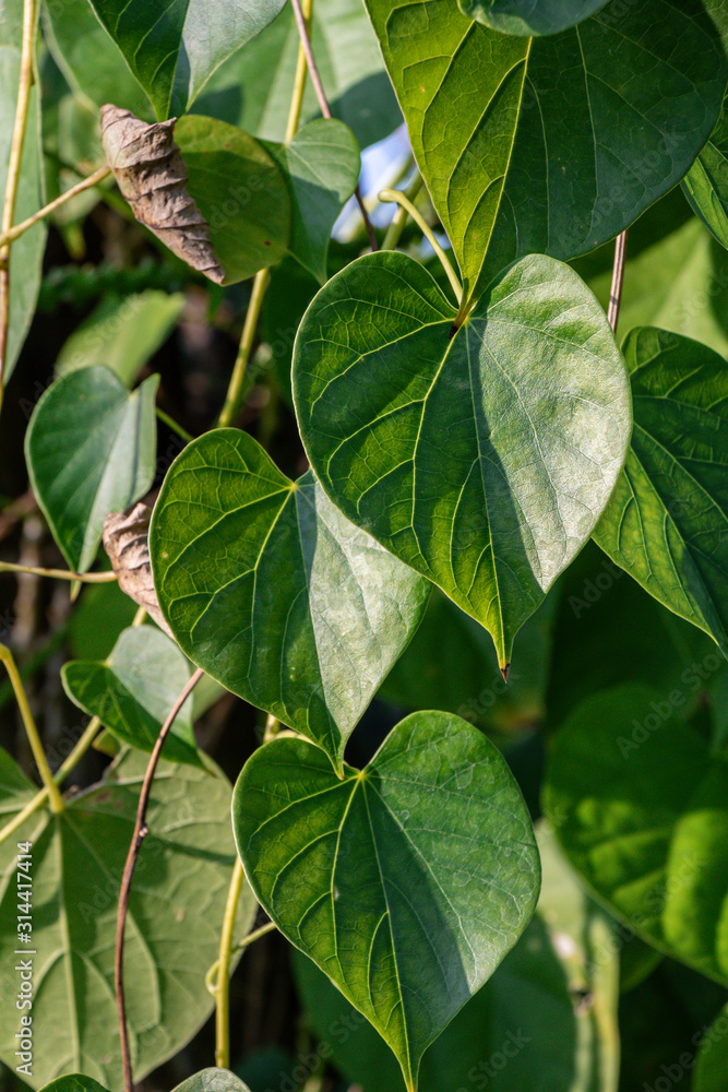 Heart-leaved moonseed herbal plant in a garden.(Tinospora cordifolia)Common names Gaduchi and Giloya. Heart-leaved moonseed herbal plant in a garden.(Tinospora cordifolia)Common names Gaduchi and Giloya.