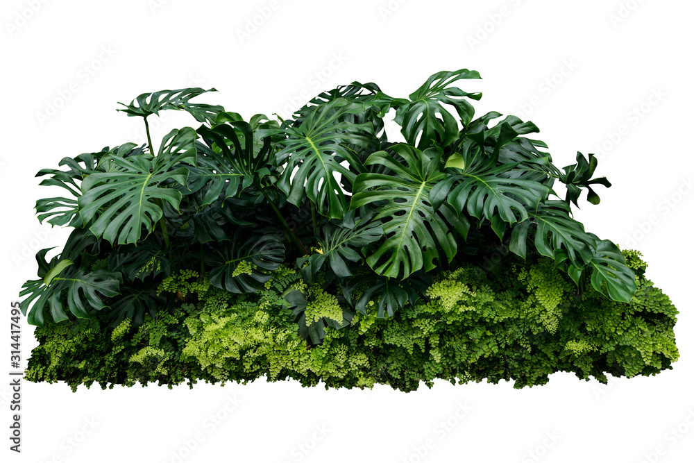 monstera jungle leave plant isolated include clipping path on white background