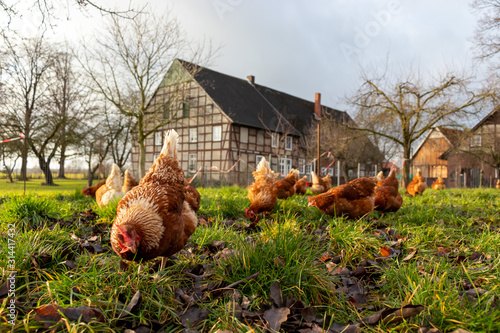 Free range organic chickens poultry in a country farm, germany