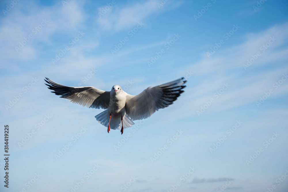Fototapeta premium Flying seagulls over the sea look like angels.