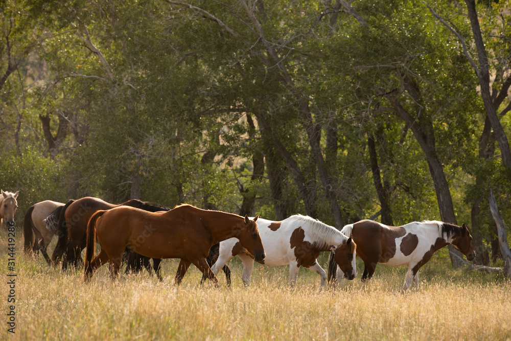 Fototapeta premium Running Horses