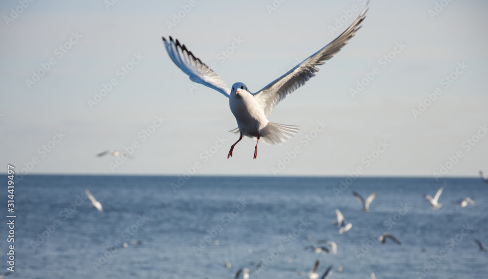 Flying seagulls over the sea look like angels. Flying seagulls over the sea look like angels.