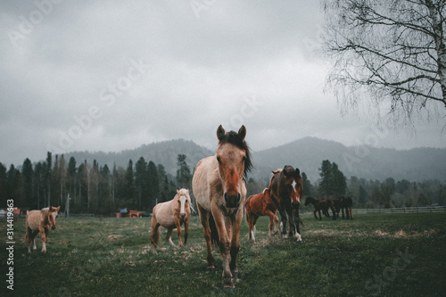 portrait of a brown stallion in the rain that walks along a green valley and looks straight ahead, followed by a herd of horses on a background of mountains