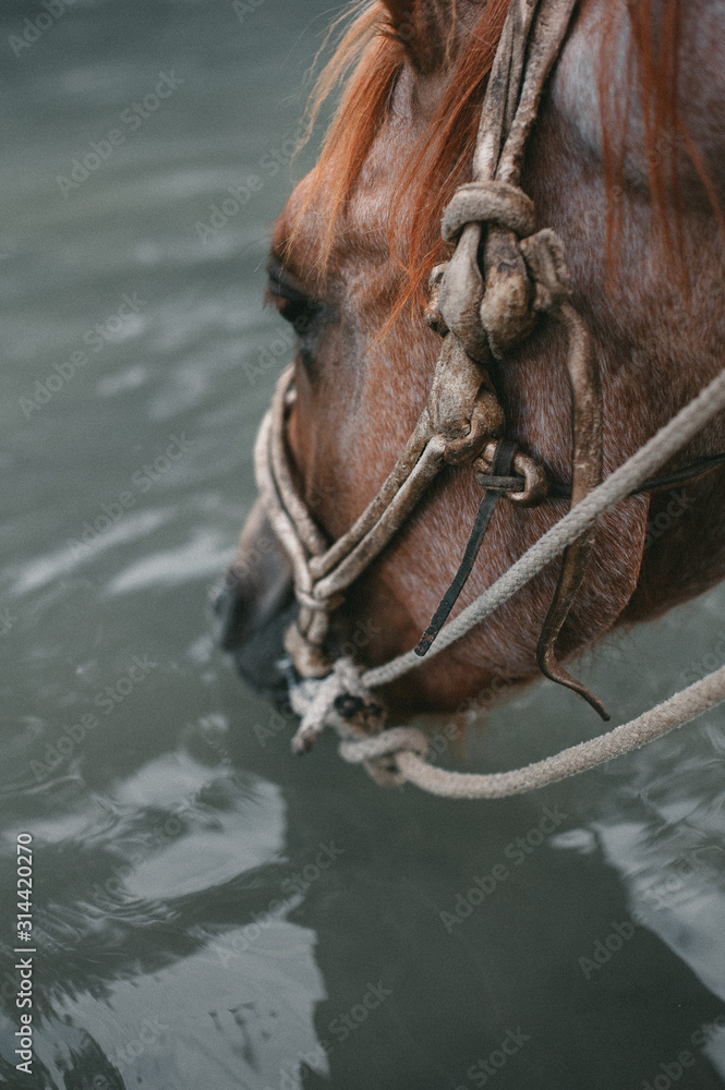 close shot as a brown horse in a bridle drinks water from a river