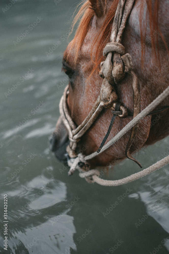Fototapeta premium close shot as a brown horse in a bridle drinks water from a river