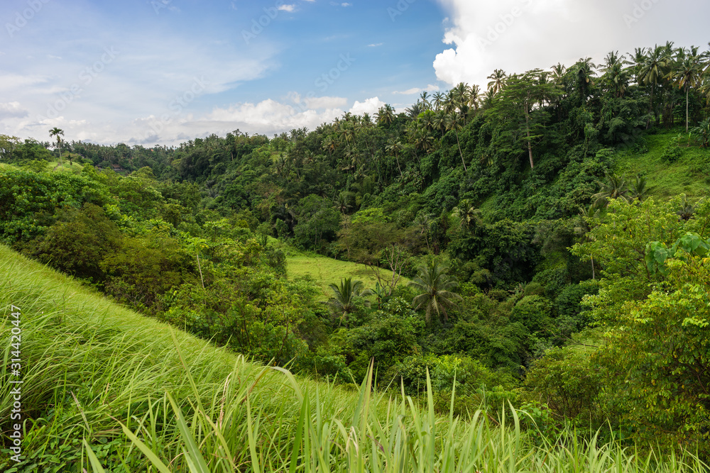 Beautiful green nature of Indonesian Bali Island. Tropical greenery, fresh grass and  palm trees