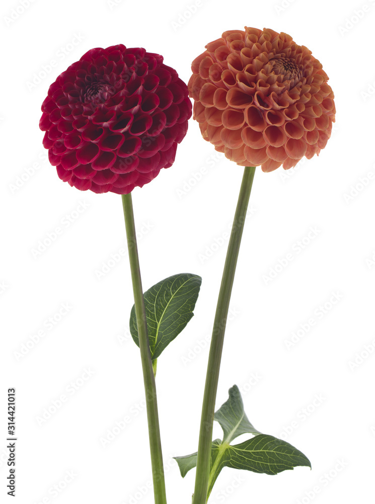 Zinnia flowers isolated on white background close-up. Zinnia flowers isolated on white background close-up.
