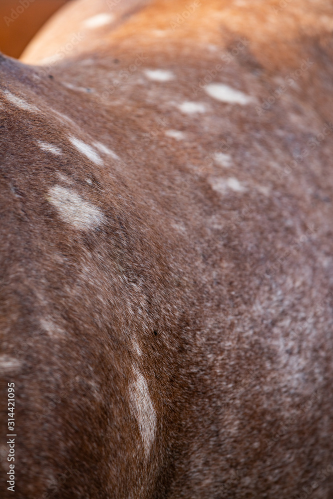 Fototapeta premium horse coat