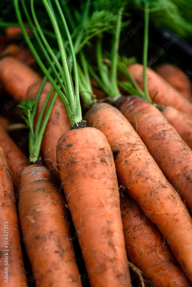 Harvesting carrots. Fresh carrot in black box. Harvesting carrots. Fresh carrot in black box.