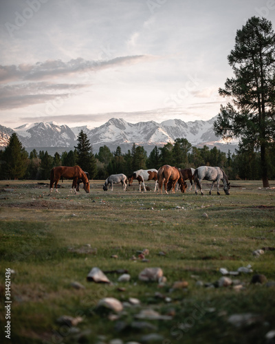herd of horses grazes in a meadow in a mountain valley at sunset on a background of snowfields