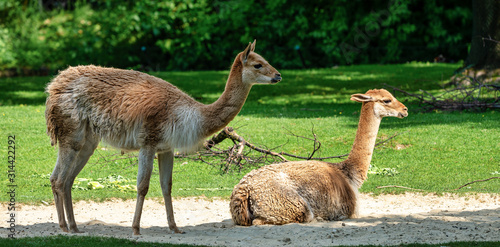 Canvastavla Vicunas, Vicugna Vicugna, relatives of the llama
