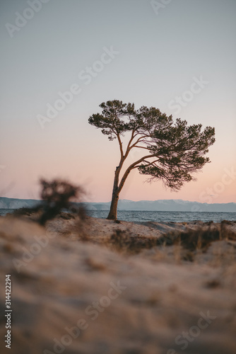 at dawn, a lonely tree with sprawling fluffy branches grows on a sandy beach on the banks of a clean lake