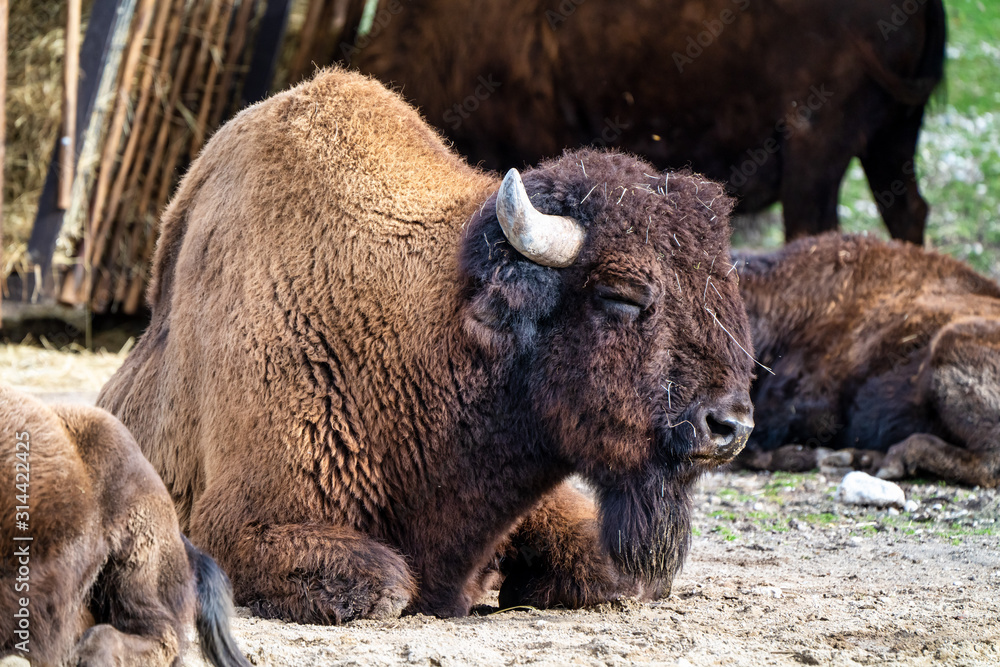 American buffalo known as bison, Bos bison in the zoo American buffalo known as bison, Bos bison in the zoo