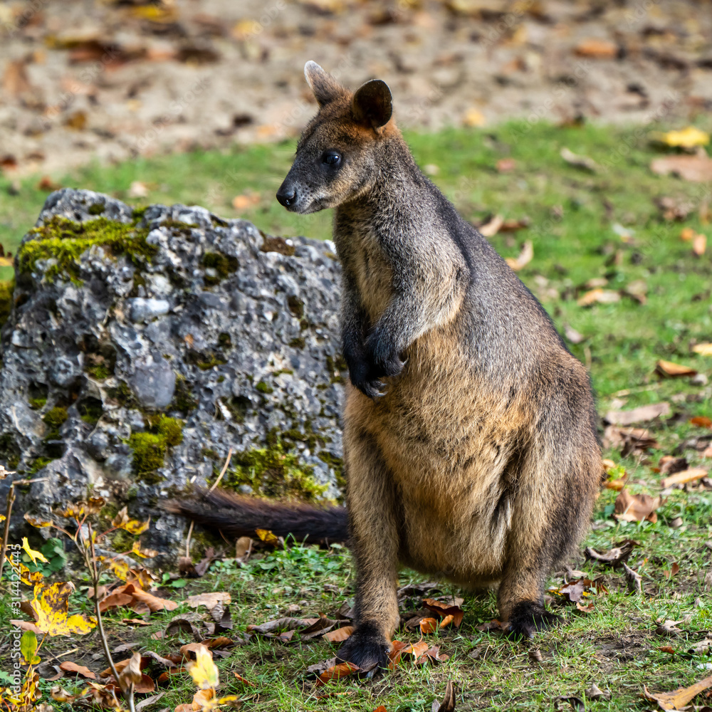 Swamp Wallaby, Wallabia bicolor, is one of the smaller kangaroos